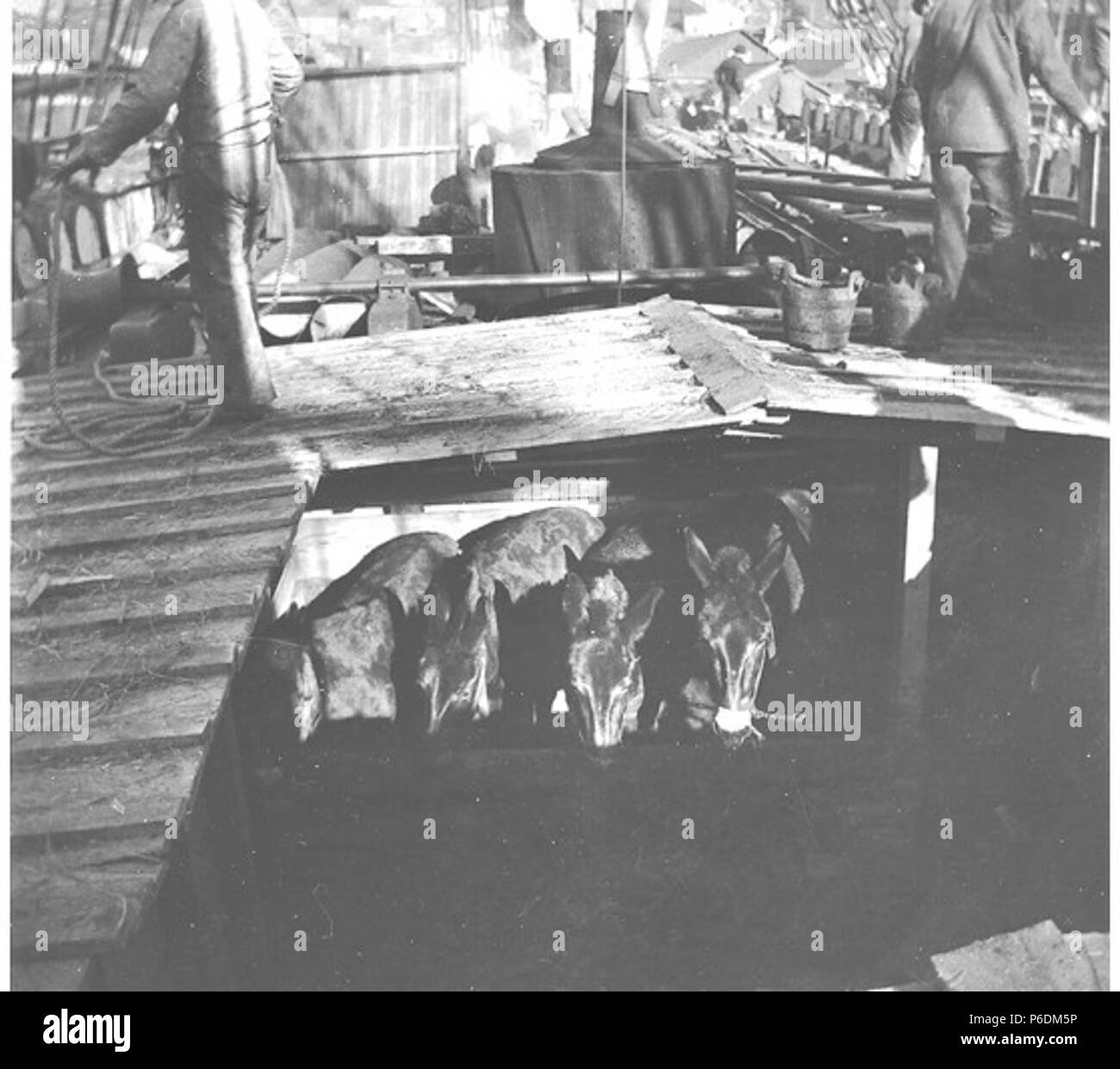 . Inglese: muli carichi sul ponte della goletta LUCILE, Seattle, Washington, 15 febbraio 1898 . Inglese: Il Lucile era probabile tenendo i cercatori di Klondike durante la corsa all'Oro nel Klondike di 1897-8 . Testo da Kiehl log: Lucile. Muli a bordo. Febbraio 15, 1898 . Album 2.093 soggetti (LCSH): muli--Washington (stato)--Seattle; Lucile (nave); Golette--Washington (stato)--Seattle concetti: temi animali . 1898 64 muli carichi sul ponte della goletta LUCILE, Seattle, Washington, 15 febbraio 1898 (KIEHL 85) Foto Stock