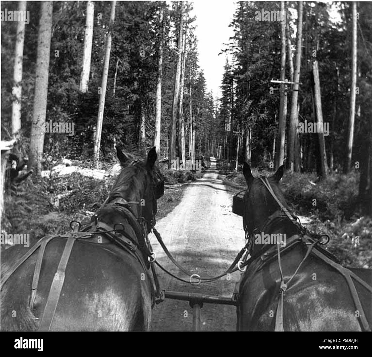 . Inglese: Sulla strada verso Bothell, Washington, 26 maggio 1901 . Inglese: probabilmente una vista della Kiehl cavalli Billy e medico su una gita di famiglia . Testo da Kiehl log: Sulla strada verso Bothell, 26 maggio 1901 Album 3.310 soggetti (LCTGM): strade sterrate--Washington (stato)--Bothell; cavallo squadre--Washington (stato)--Bothell concetti: temi animali . 1901 65 sulla strada verso Bothell, Washington, 26 maggio 1901 (KIEHL 324) Foto Stock