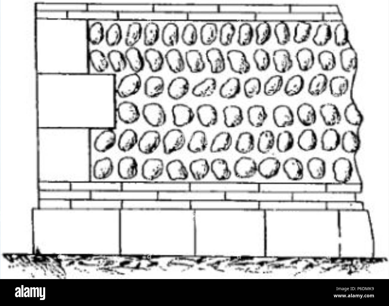 65 opus spicatum 2 Foto Stock