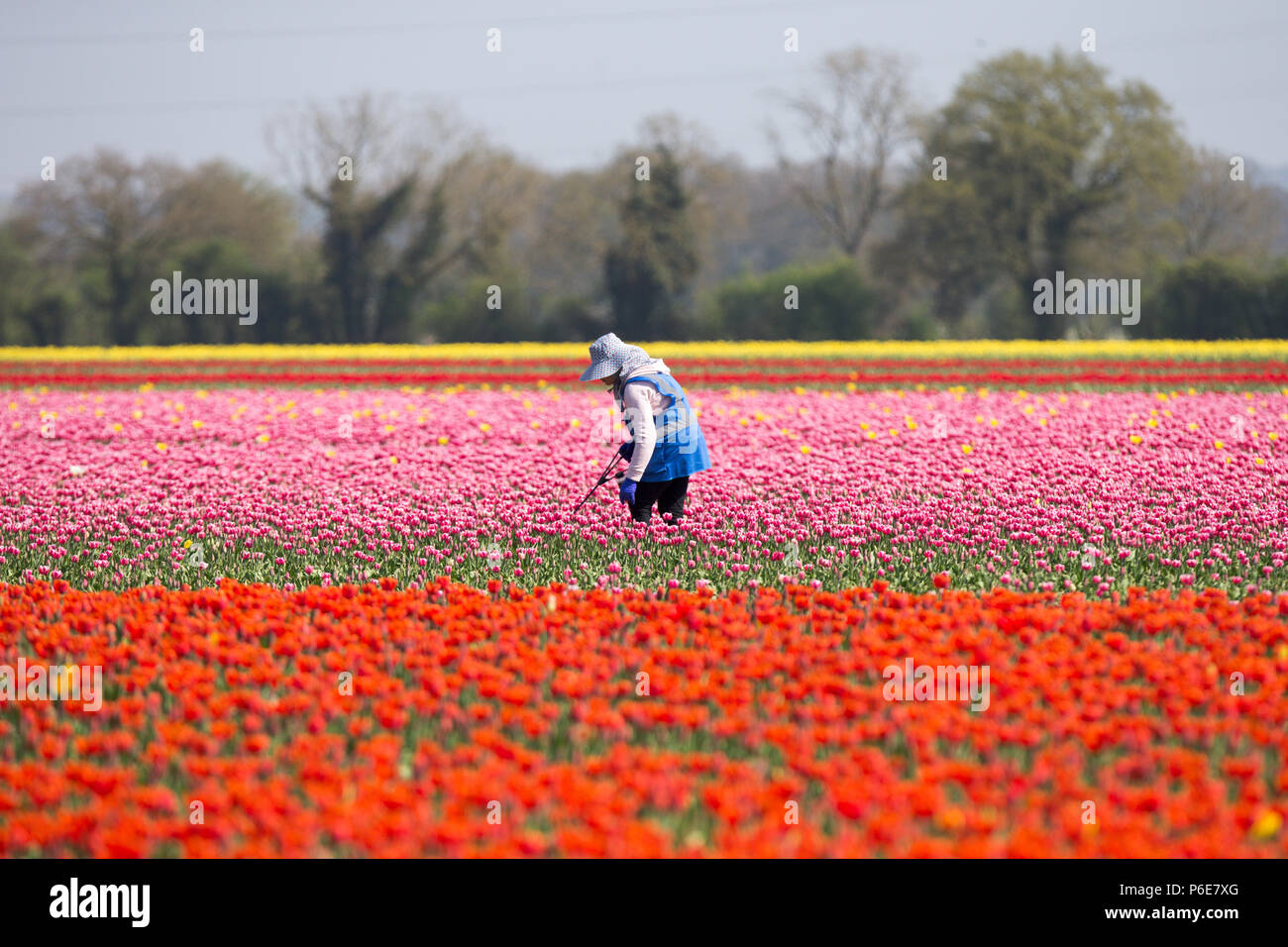 Imprenditore lavoratore di lavorare in un campo di tulipani vicino a King's Lynn nel Norfolk venerdì 20 aprile dopo che le piante fiorite negli ultimi giorni a causa del caldo. I tulipani in Gran Bretagna da ultimo i campi di bulbi hanno scoppiò in fiore oggi (VEN) a seguito della recente ondata di caldo. I fiori hanno aperto per tutta la notte dopo la Gran Bretagna goduto il più caldo aprile giornata per quasi 70 anni di ieri - con temperature di colpire 29.1C a Londra. Le splendide fioriture sono ora dando un display di abbagliamento di colore a conduzione familiare Belmont vivai vicino a King's Lynn nel Norfolk. Foto Stock
