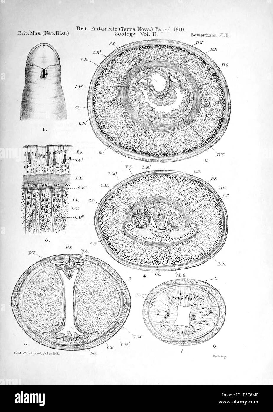 Inglese: Antarctolineus scottii (=Lineus scottii; Nemertea: Heteronemertea: Lineidae) raccolti da Terra Nova Expedition. 1 - Vista ventrale della estremità anteriore di uno degli esemplari più piccoli, ampliato e che mostra la bocca, feritoie cefalica, proboscide poro e la scanalatura formando una "V" immediatamente di fronte alla bocca. 2 - sezione trasversale verso il centro del corpo: B. S. - sangue sinus; C. M. - circolare dello strato muscolare; D. N. - nervo dorsale; D. V. - dorsale vaso sanguigno; Gl. - Strato ghiandolare del tegumento; Int. - Intestino; L. M¹. - Longitudinale interno di muscolo-strato; L. M². - Esterno lungo Foto Stock