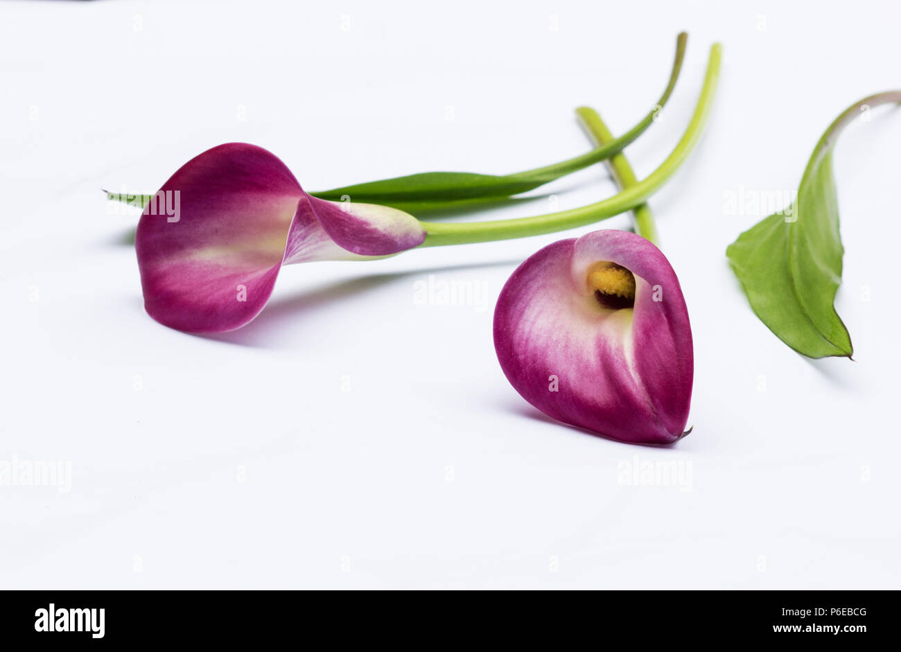 Red Arum Lily (Zantedeschia aethiopica) fiore su sfondo bianco Foto Stock