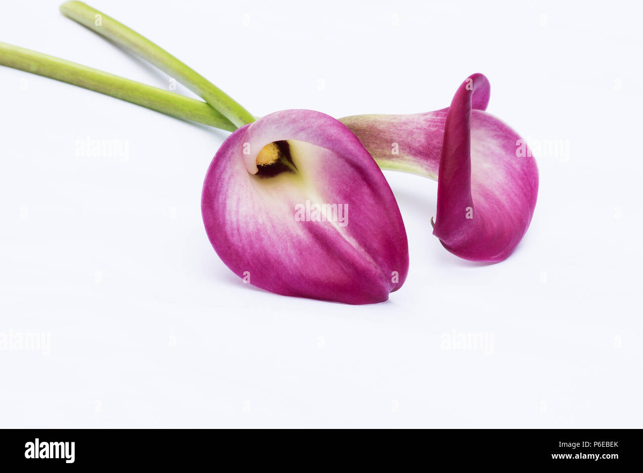 Red Arum Lily (Zantedeschia aethiopica) fiore su sfondo bianco Foto Stock