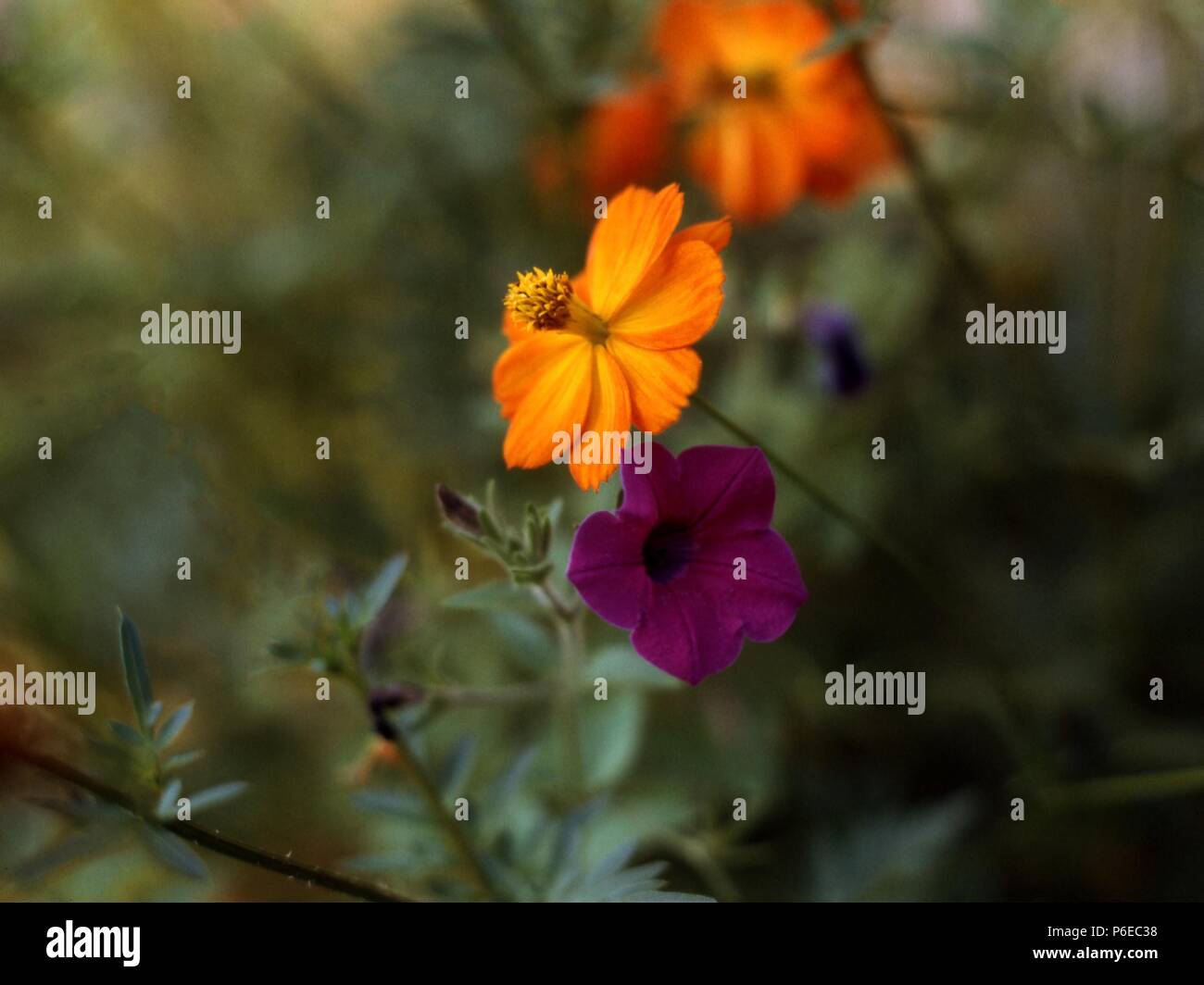 Orange Cosmo Cosmos Bipinnatus Nascita Fiore Di Ottobre E Utilizzato Per Il Secondo Anniversario Di Matrimonio E Petunia Viola Foto Stock Alamy
