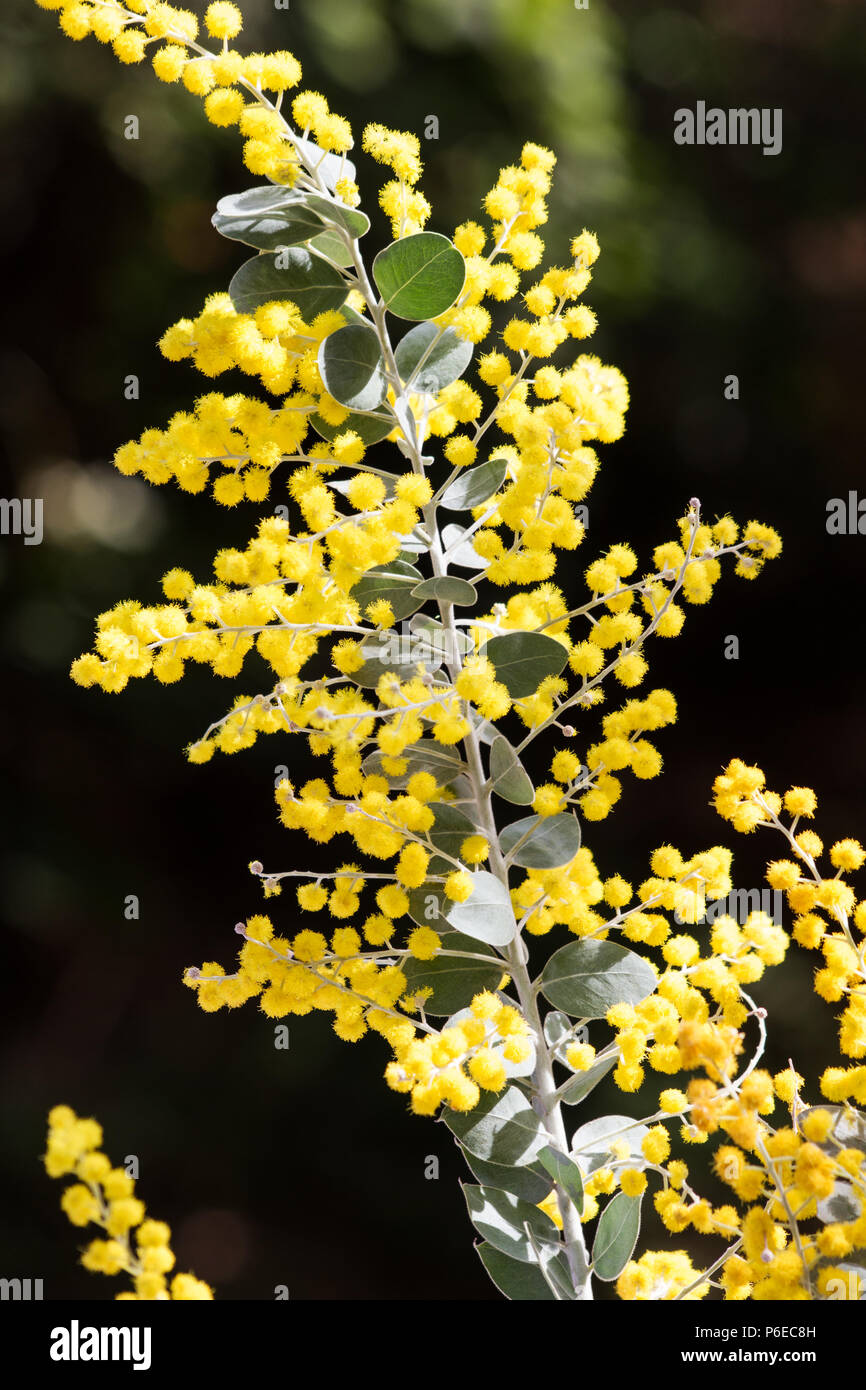 Acacia podalyriifolia fiori Foto Stock