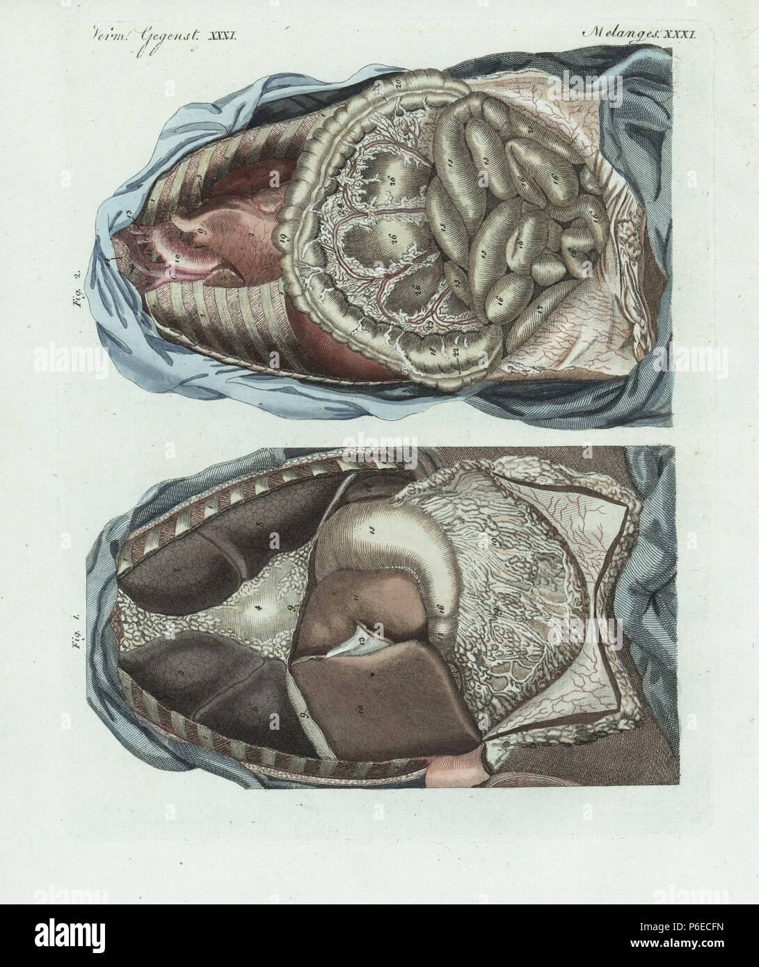 Le interiora nel corpo umano: polmoni, fegato, diaframma, stomaco, duodeno,  colon, etc. Handcolored incisione su rame da Bertuch 'Bilderbuch fur  Kinder' (Picture Book per bambini), Weimar, 1798. Friedrich Johann Bertuch  (1747-1822) era