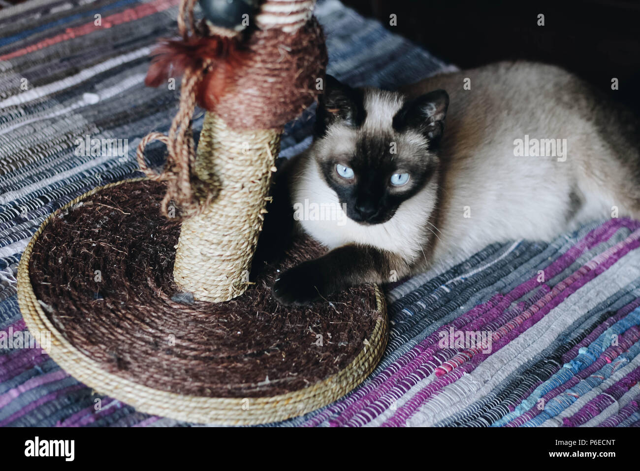 Simpatico gatto siamese gatto giocando su un scratcher Foto Stock