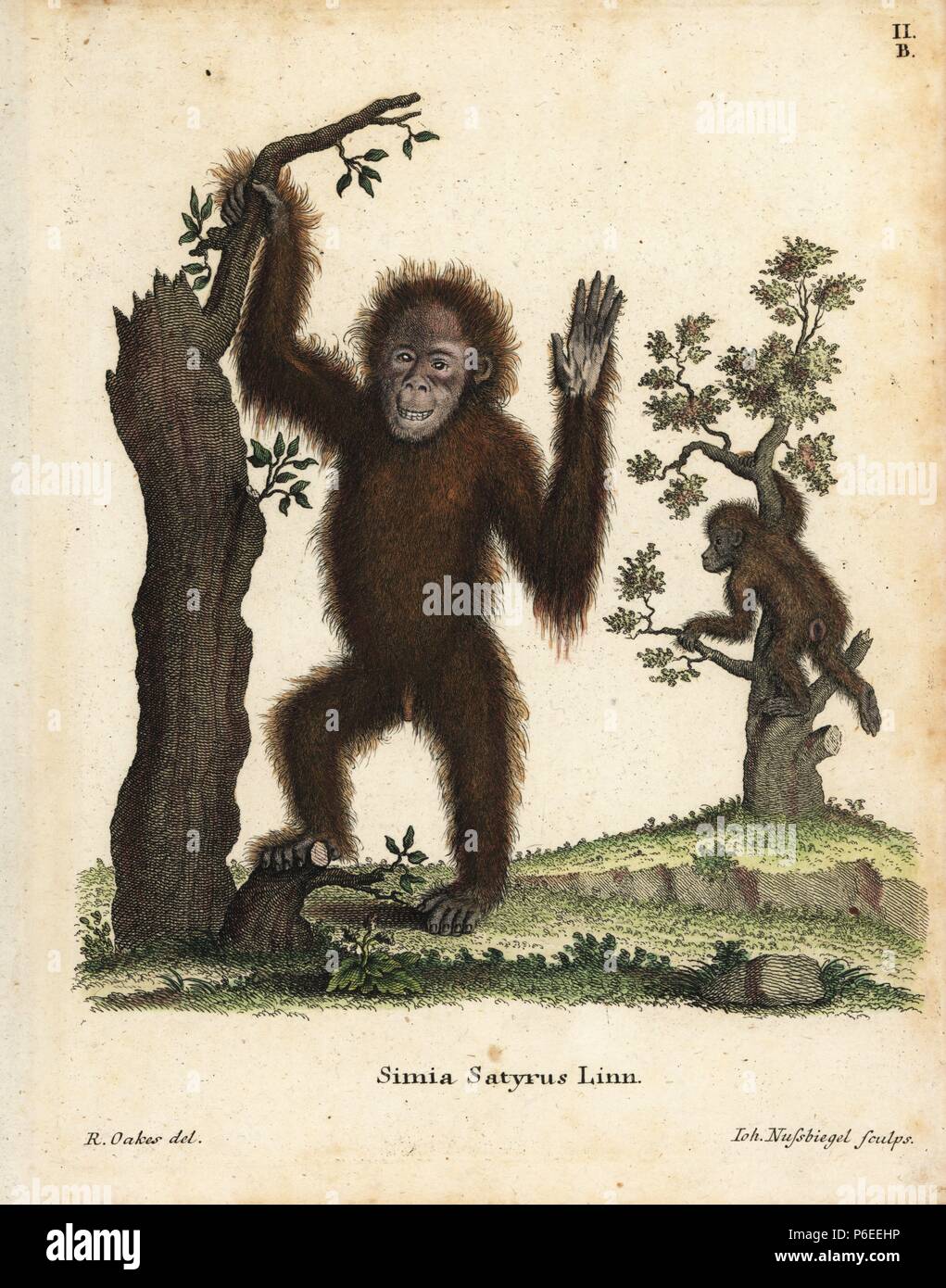 Sumatra orangutan, pongo abelii. In pericolo critico. Handcolored incisione su rame dopo una illustrazione da R. Oakes da Johann Christian Daniel Schreber di illustrazioni di animali dopo la natura, o Schreber fantastico animali, Erlangen, Germania, 1775. Foto Stock