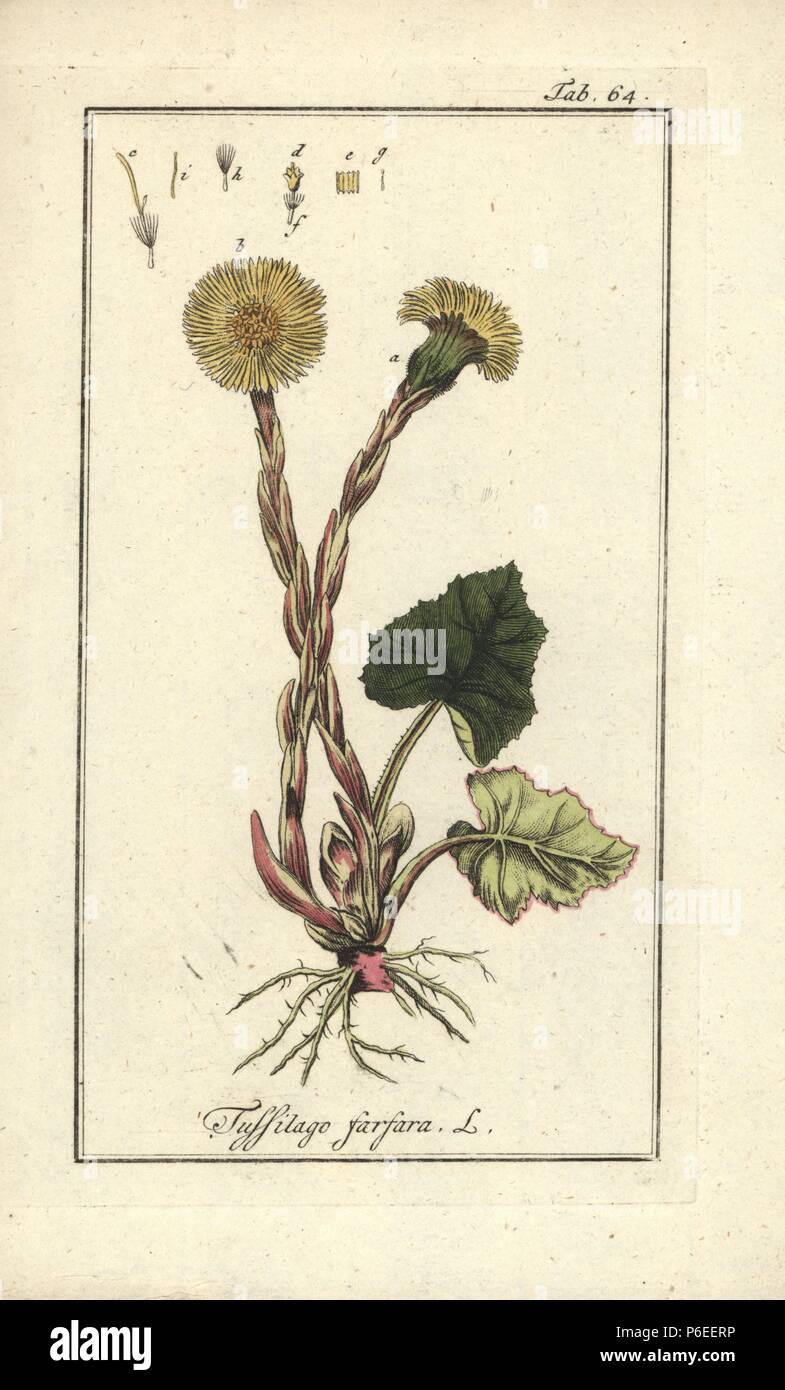 Coltsfoot, Tussilago farfara. Handcolored incisione su rame da Johannes Zorn "Icones plantarum medicinalium", Germania, 1796. Zorn (1739-99) è stato un farmacista tedesco e botanico che ha viaggiato in tutta Europa alla ricerca di piante medicinali. Foto Stock