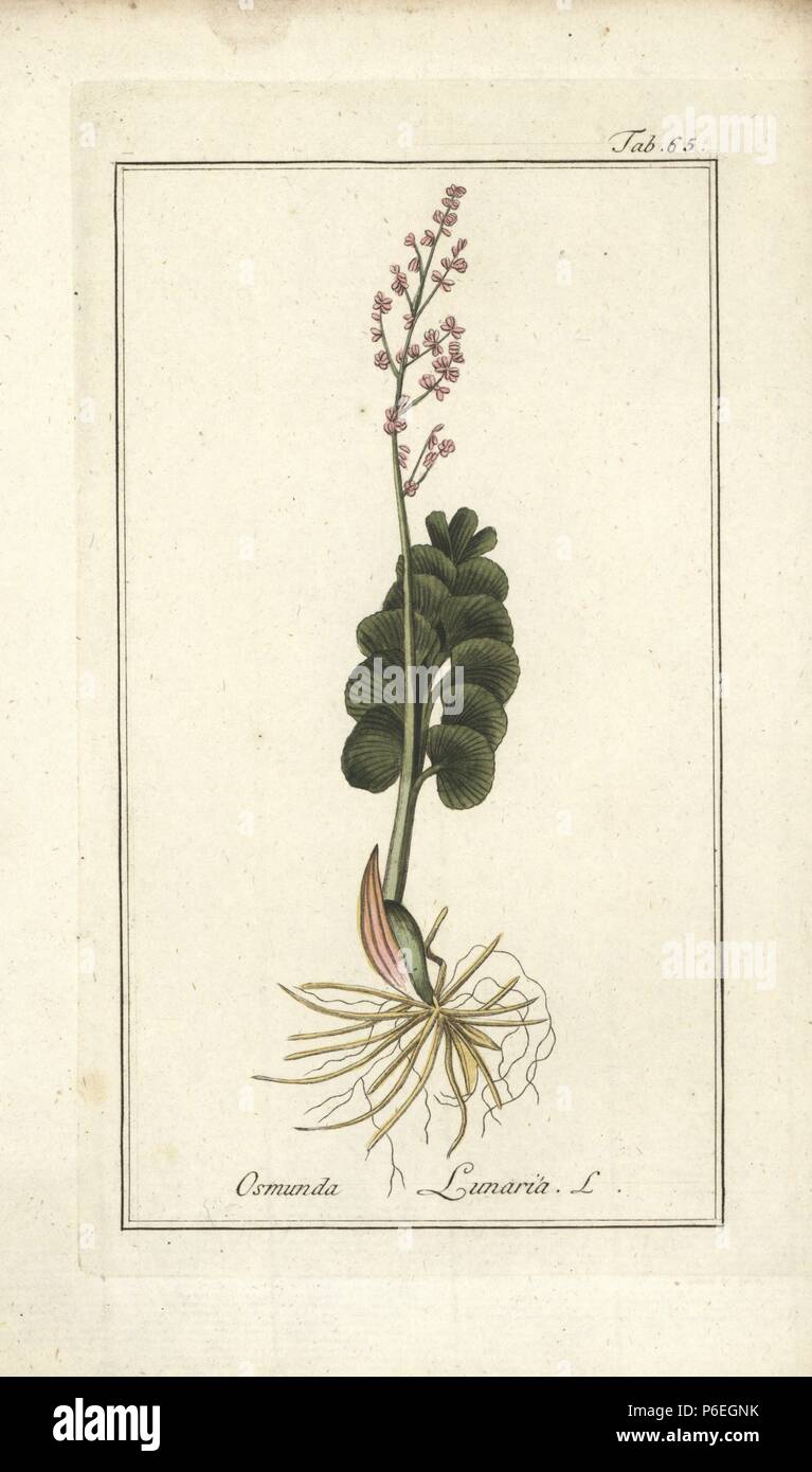 Moonwort, Botrychium lunaria. Handcolored incisione su rame da Johannes Zorn "Icones plantarum medicinalium", Germania, 1796. Zorn (1739-99) è stato un farmacista tedesco e botanico che ha viaggiato in tutta Europa alla ricerca di piante medicinali. Foto Stock