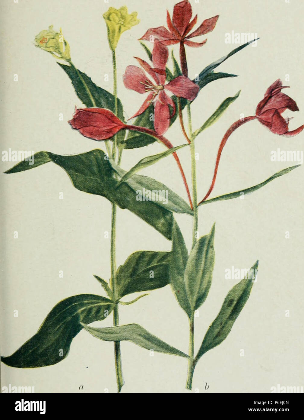 Inglese: Titolo: flora alpina delle Montagne Rocciose Canadesi Identifier: alpinefloraofcan00brow (trovare corrispondenze) Anno: 1907 (1900s) autori: Marrone, Stewardson, 1867-1921 Argomenti: piante di montagna; Botanica Editore: New York : G. P. Putnam contribuendo alla libreria: ASC - York University Libraries la digitalizzazione di Sponsor: Ontario consiglio di biblioteche universitarie e biblioteche aderenti Visualizza pagina di libro: Prenota Viewer circa questo libro: Voce di catalogo consente di visualizzare tutte le immagini: tutte le immagini dal libro Fare clic qui per visualizzare prenota online per vedere questa illustrazione nel contesto in un selezionabile versione online di questo libro. Il testo che compare Befo Foto Stock