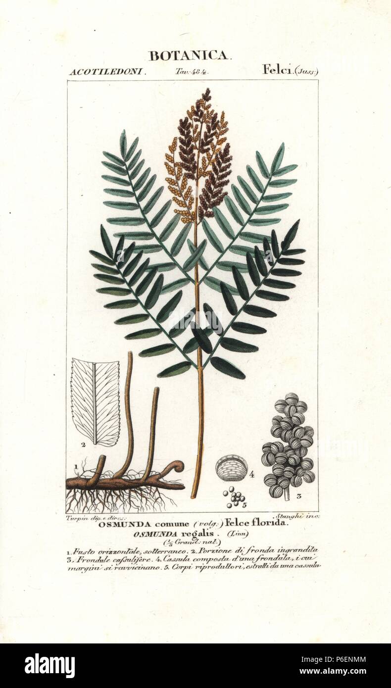 Il vecchio mondo reale, felce Osmunda regalis, nativo di Europa, Africa e Asia. Handcolored calcografia incisione imbianchini da Jussieu's 'dictionary di scienze naturali", Firenze, Italia, 1837. Incisi da Stanghi, disegnata da Pierre Jean-Francois Turpin, e pubblicato da Batelli e figli. Turpin (1775-1840) è considerato uno dei più grandi francese illustratori botanici del XIX secolo. Foto Stock