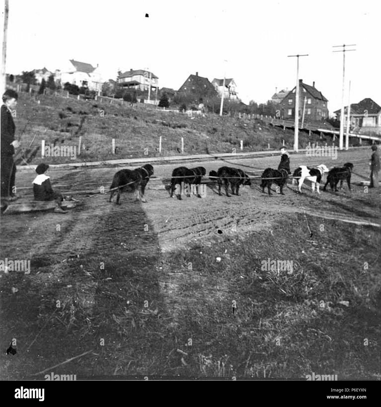 . Inglese: Cane del team su Roy Street, Seattle, Washington, Gennaio 1898 . Inglese: Testo da Kiehl log: Cane del team su Roy Street, Seattle, Gen. 1898 Album 2,65 soggetti (LCTGM): Utility poli--Washington (stato)--Seattle; strade sterrate--Washington (stato)--Seattle; abitazioni--Washington (stato)--Seattle; strade residenziali--Washington (stato)--Seattle soggetti (LCSH): slitte trainate da cani--Washington (stato)--Seattle; slittini--Washington (stato)--Seattle; Roy Street (Seattle, Washington) concetti: temi animali . 1898 39 Cane del team su Roy Street, Seattle, Washington, Gennaio 1898 (KIEHL 293) Foto Stock