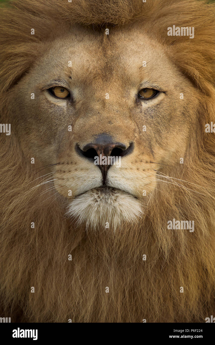 Maschi selvatici leone nella savana Foto Stock