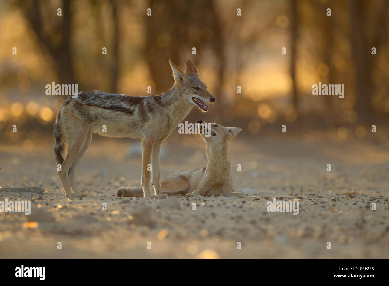 Black backed jackal matura la riproduzione Foto Stock