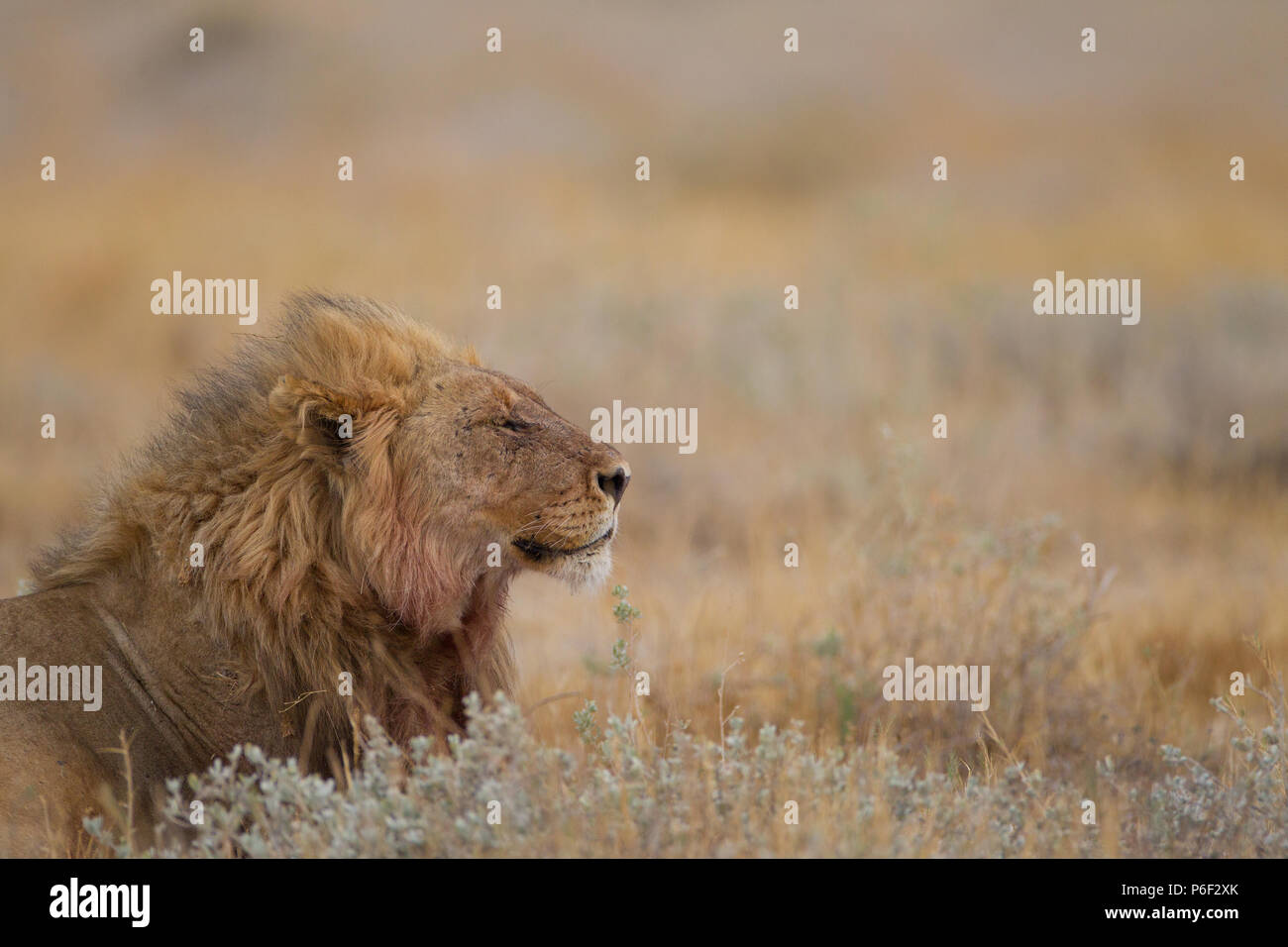 Maschi selvatici leone nella savana Etosha Foto Stock
