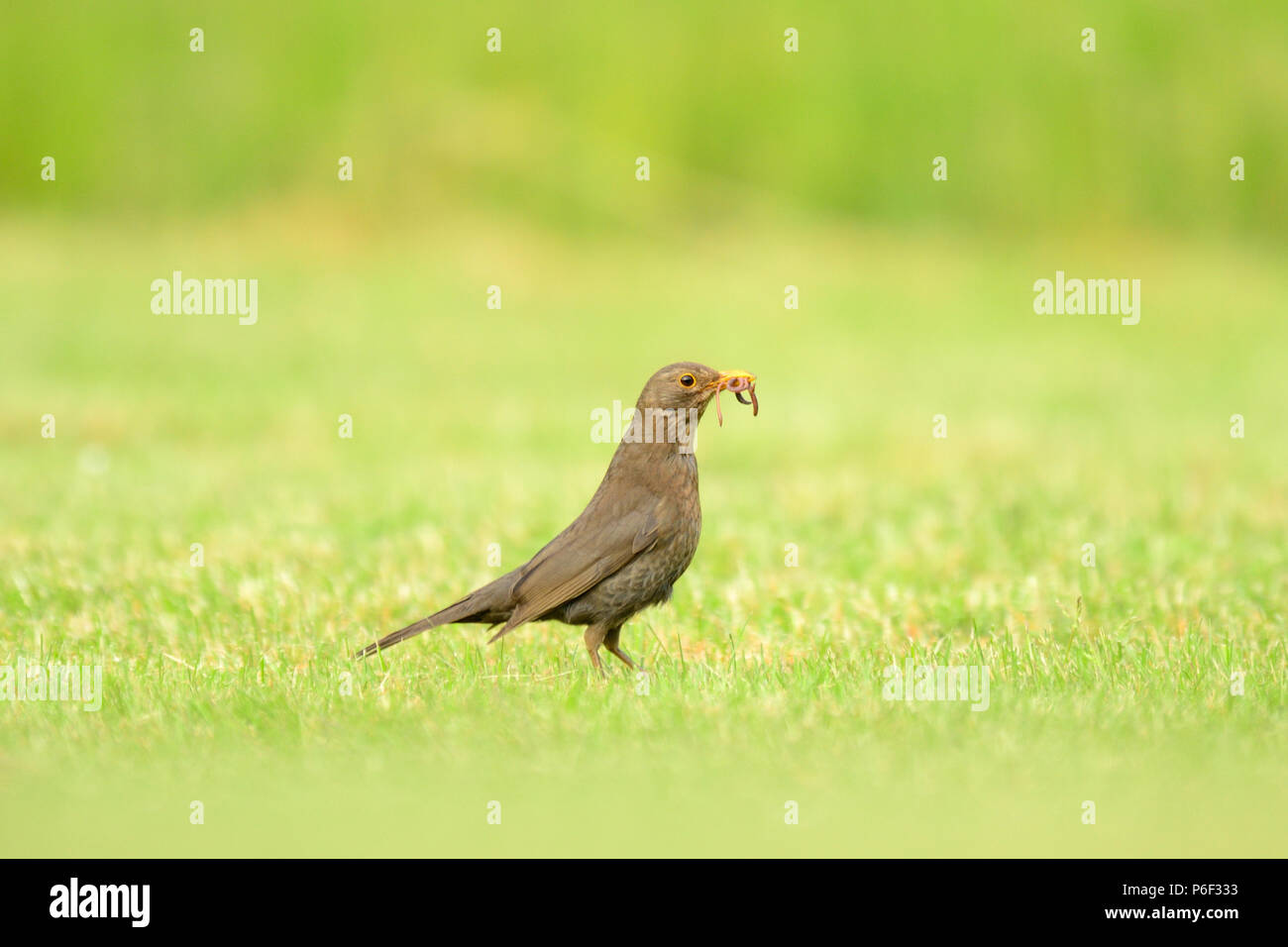 Black Bird avanzamento sul worm Foto Stock