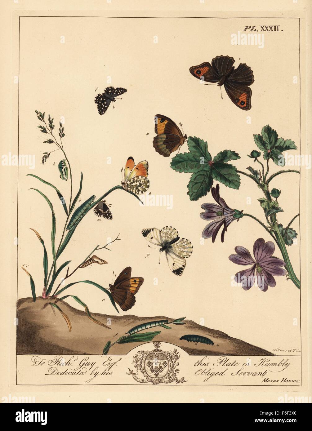 Prato Farfalla Marrone Maniola Jurtina Legno Lady Arancio O Punta Anthocharis Cardamines Brizzolato E Skipper Pyrgus