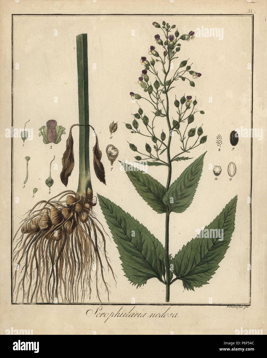 Figwort, Scrophularia nodosa. Handcolored incisione su rame di F. Guimpel dal Dr. Friedrich Gottlob Hayne Medical botanica, Berlino, 1822. Hayne (1763-1832) era un botanico tedesco, farmacista e Professore di botanica farmaceutica presso l'Università di Berlino. Foto Stock