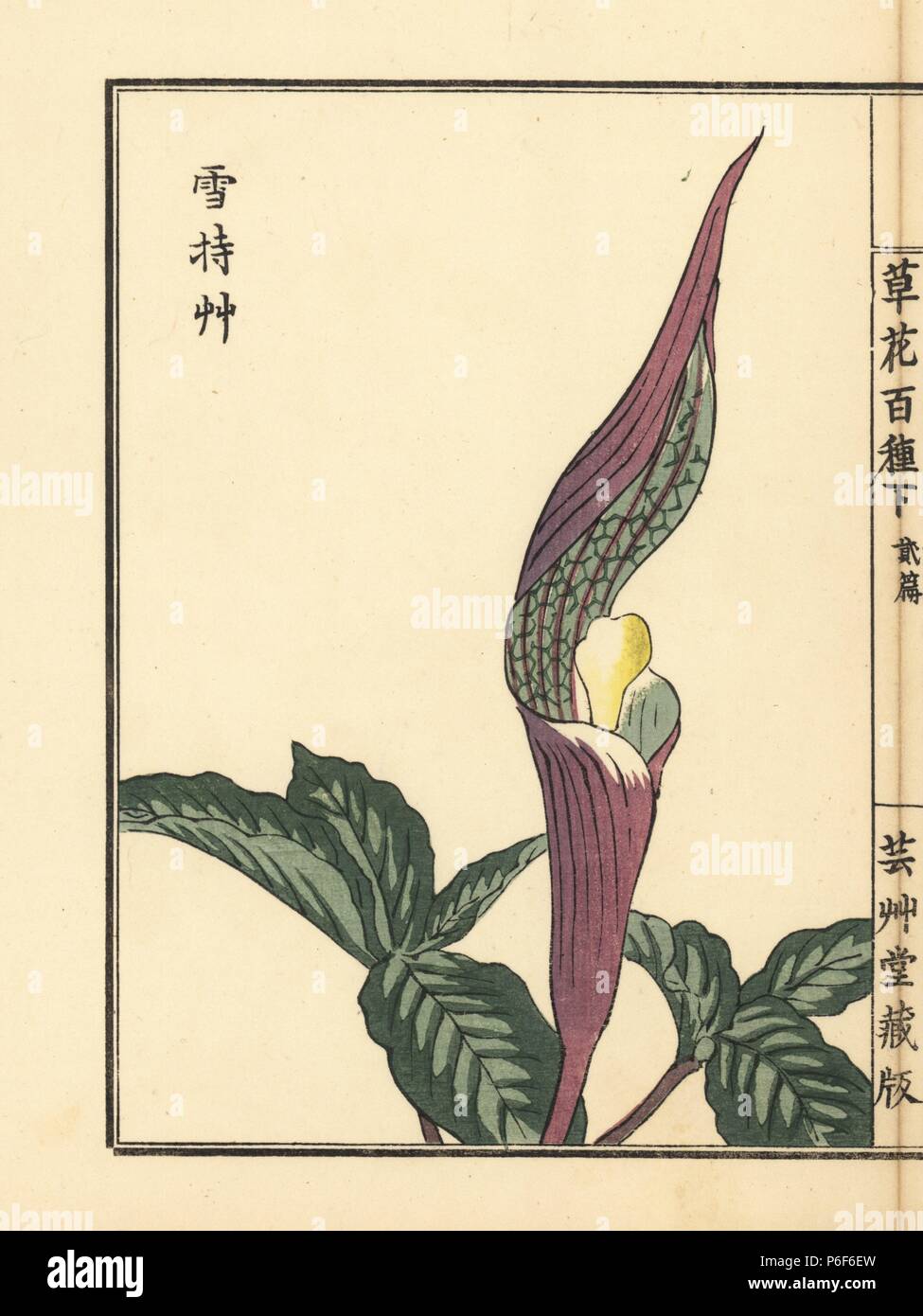 Yukimochisou o jack giapponese in un pulpito, Arisaema sikokianum. Handcolored woodblock print da Kono Bairei da Kusa Bana Hyakushu (un centinaio di varietà di fiori), Tokyo, Yamada, 1901. Foto Stock