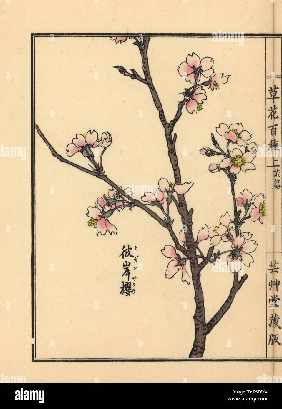 Higan sakura o higan di fiori di ciliegio, Prunus pendula. Handcolored woodblock print da Kono Bairei da Kusa Bana Hyakushu (un centinaio di varietà di fiori), Tokyo, Yamada, 1901. Foto Stock