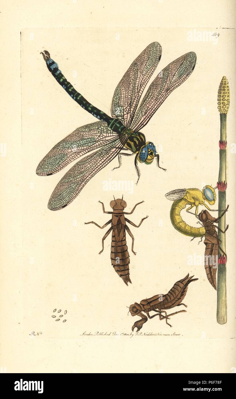 Brown Hawker Dragonfly Aeshna Grandis Grande Libellula Libellula Grandis Con Larva Ninfa E Maturare Dragonfly Spargimento Crisalide Illustrazione Disegnata E Incisa Da Richard Polydore Nodder Copiati Da Roesel Insecten Belustigung