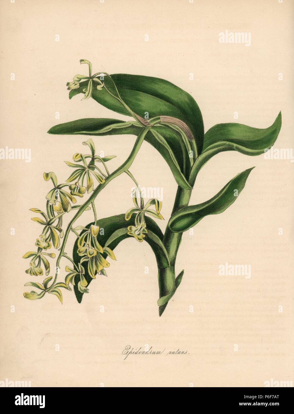 Annuendo epidendrum orchidee, Epidendrum nutans. Zincograph Handcolored da C. Chabot disegnato da Miss M. A. Burnett dal suo "Plantae Utiliores: o illustrazioni di piante utili,' Whittaker, Londra, 1842. Miss Burnett ha richiamato le illustrazioni botaniche, ma il testo è stato principalmente dal suo defunto fratello, botanico britannico Gilbert Thomas Burnett (1800-1835). Foto Stock