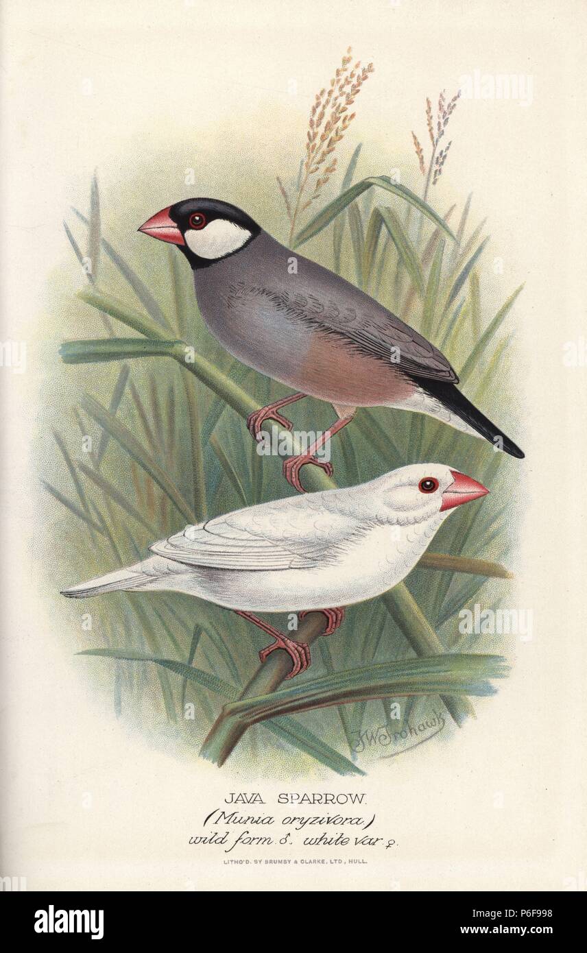 Java sparrow, Lonchura oryzivora, forma selvatica e variante bianca. Vulnerabili. Chromolithograph da Brumby e Clarke dopo un dipinto di Frederick William Frohawk da Arthur Gardiner Butler's 'Finches stranieri in cattività", Londra, 1899. Foto Stock