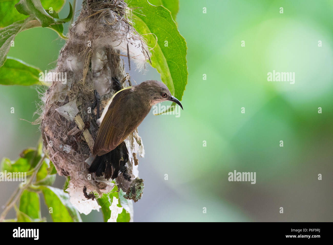 Un sunbird in un nido Foto Stock