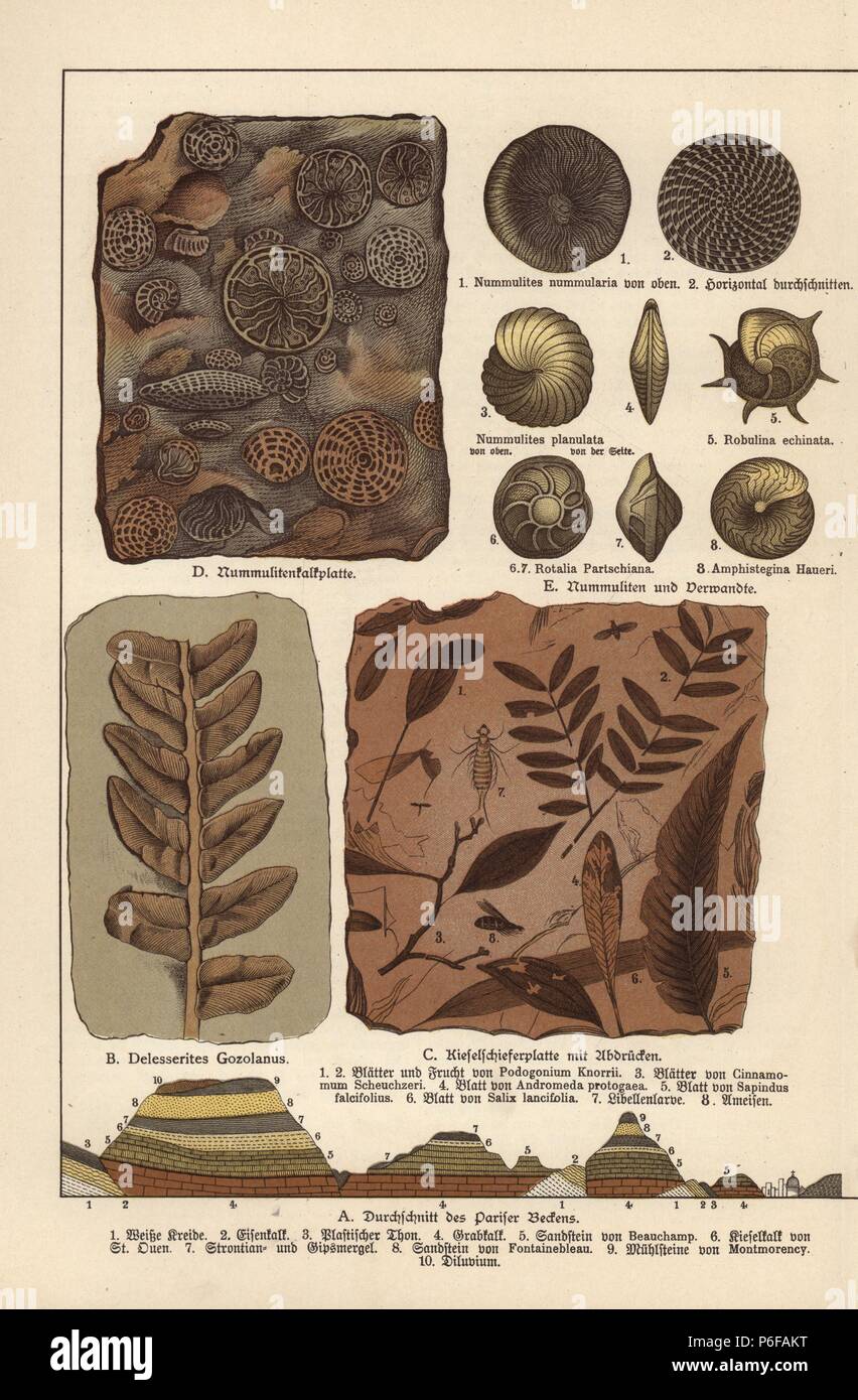 I fossili di alghe Delesserites gozolanus, impianti e stampe di insetto su ardesia, il protozoo Nummulites sul calcare e altri protozoi Nummulites, Robulina, "Rotalia" e specie Amphistegina. Chromolithograph dal dottor P. Rolle 'Geologia e Paleontologia' Sezione in Gotthilf Heinrich von Schubert 'Naturgeschichte,' Schreiber, Monaco, 1886. Foto Stock