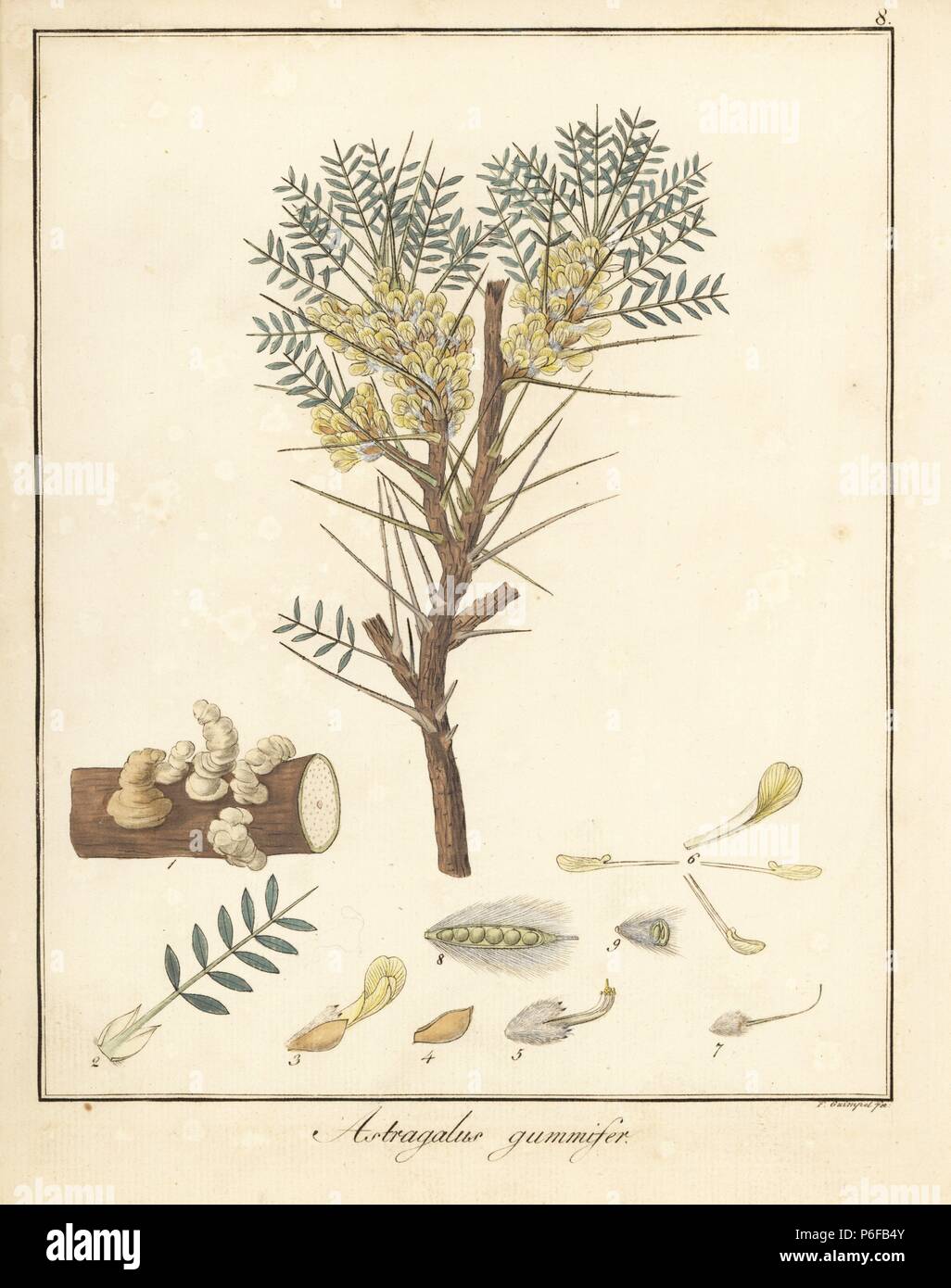 La gomma adragante tree, Astragalo gummifer. Handcolored incisione su rame di F. Guimpel dal Dr. Friedrich Gottlob Hayne Medical botanica, Berlino, 1822. Hayne (1763-1832) era un botanico tedesco, farmacista e Professore di botanica farmaceutica presso l'Università di Berlino. Foto Stock