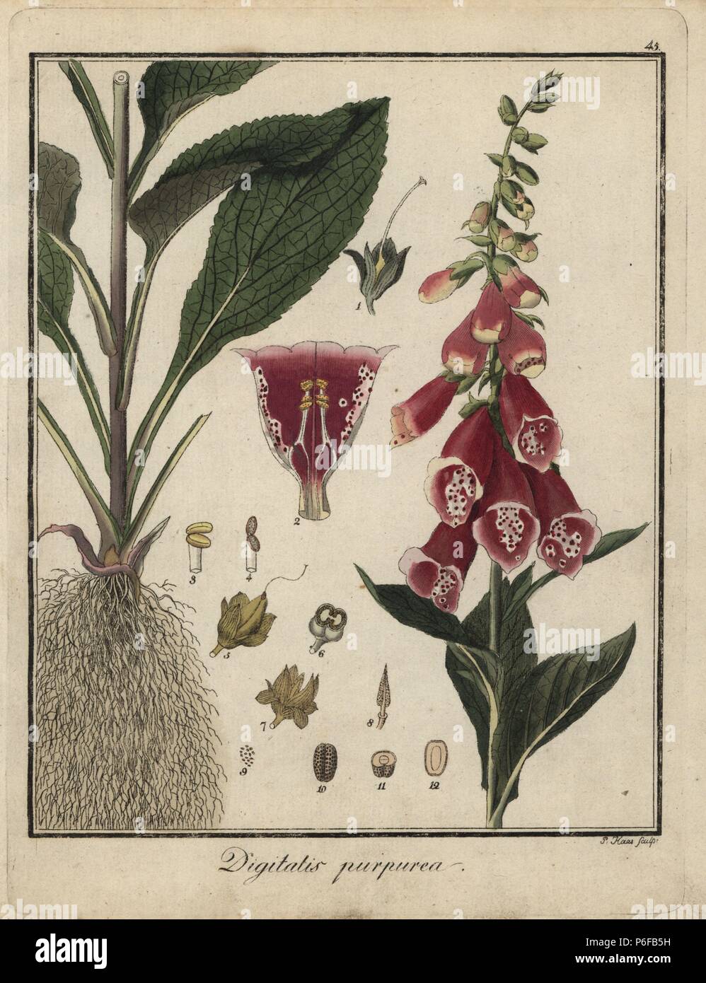 Foxglove, Digitalis purpurea. Handcolored incisione su rame da P. Haas da Dr. Friedrich Gottlob Hayne Medical botanica, Berlino, 1822. Hayne (1763-1832) era un botanico tedesco, farmacista e Professore di botanica farmaceutica presso l'Università di Berlino. Foto Stock