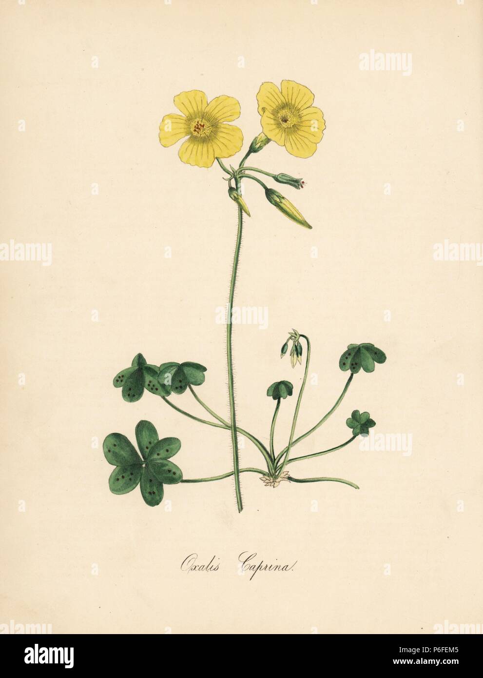 Di capra al piede di legno sorrel, Oxalis caprina. Preso da una illustrazione da Sydenham Edwards in William Curtis' 'Botanical Magazine.' Handcolored zincograph da C. Chabot disegnato da Miss M. A. Burnett dal suo "Plantae Utiliores: o illustrazioni di piante utili,' Whittaker, Londra, 1842. Miss Burnett ha richiamato le illustrazioni botaniche, ma il testo è stato principalmente dal suo defunto fratello, botanico britannico Gilbert Thomas Burnett (1800-1835). Foto Stock