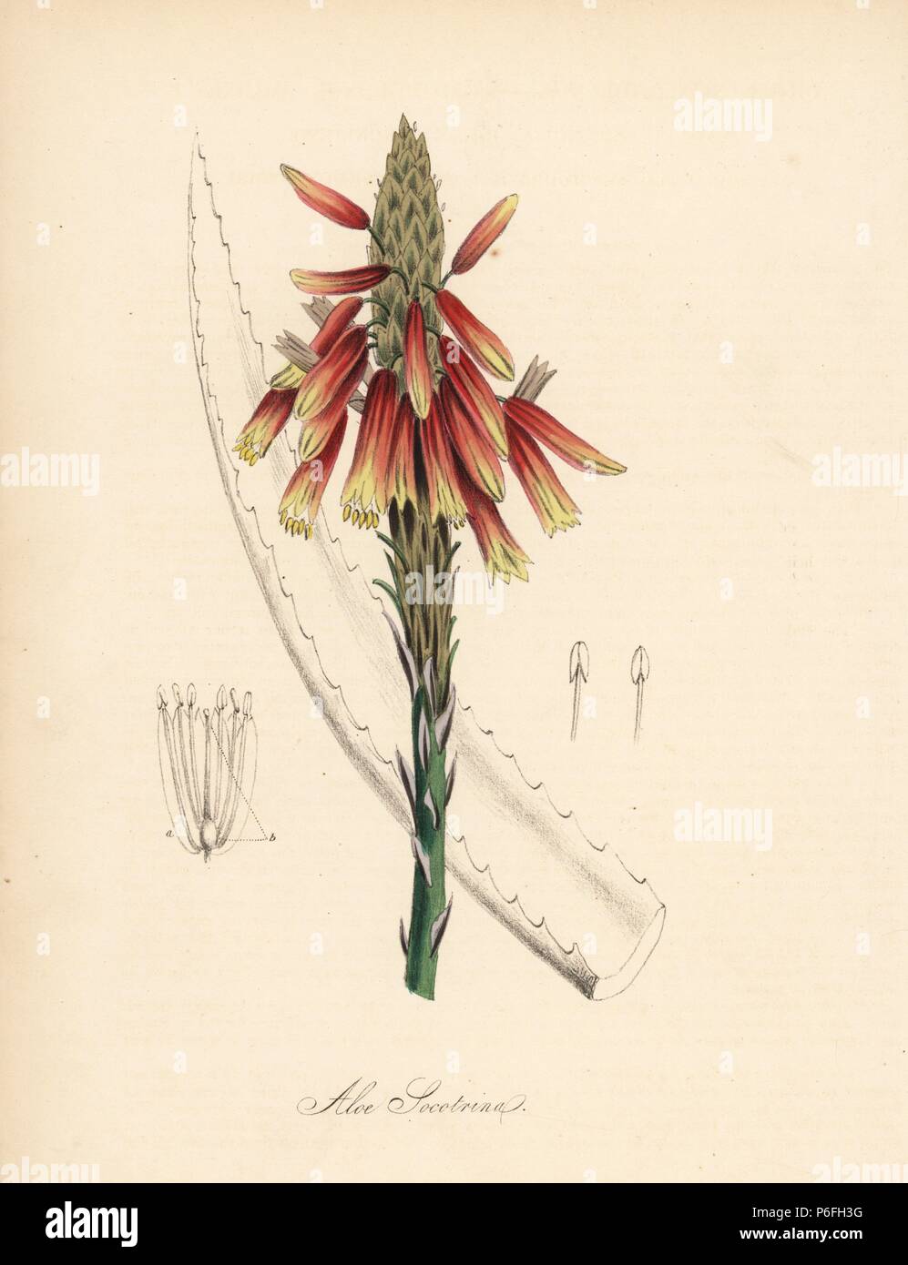 Fynbos aloe, Aloe succotrina, originaria del Sud Africa (Socotrine aloe, Aloe socotrina), fiori, foglie e semi. Zincograph Handcolored da C. Chabot disegnato da Miss M. A. Burnett dal suo "Plantae Utiliores: o illustrazioni di piante utili,' Whittaker, Londra, 1842. Miss Burnett ha richiamato le illustrazioni botaniche, ma il testo è stato principalmente dal suo defunto fratello, botanico britannico Gilbert Thomas Burnett (1800-1835). Foto Stock