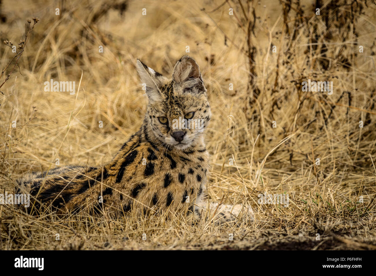 Wild Serval Foto Stock