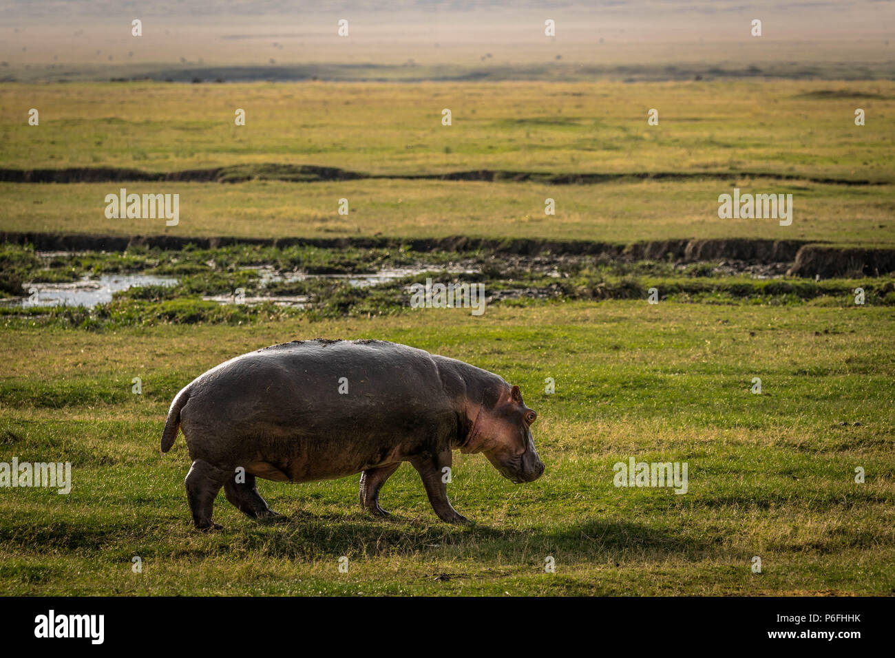 Hippo terra di attraversamento verso l'acqua Foto Stock