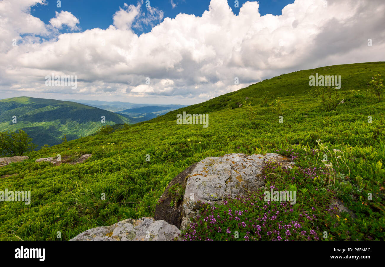 Erbe selvatiche tra le rocce in montagne estive. meraviglioso scenario della natura dei Carpazi Foto Stock