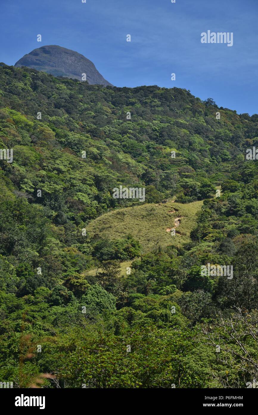 Vista impraticabile Agasthyarkoodam di picco e il trekking attraverso la densa foresta circostante il picco. Foto Stock