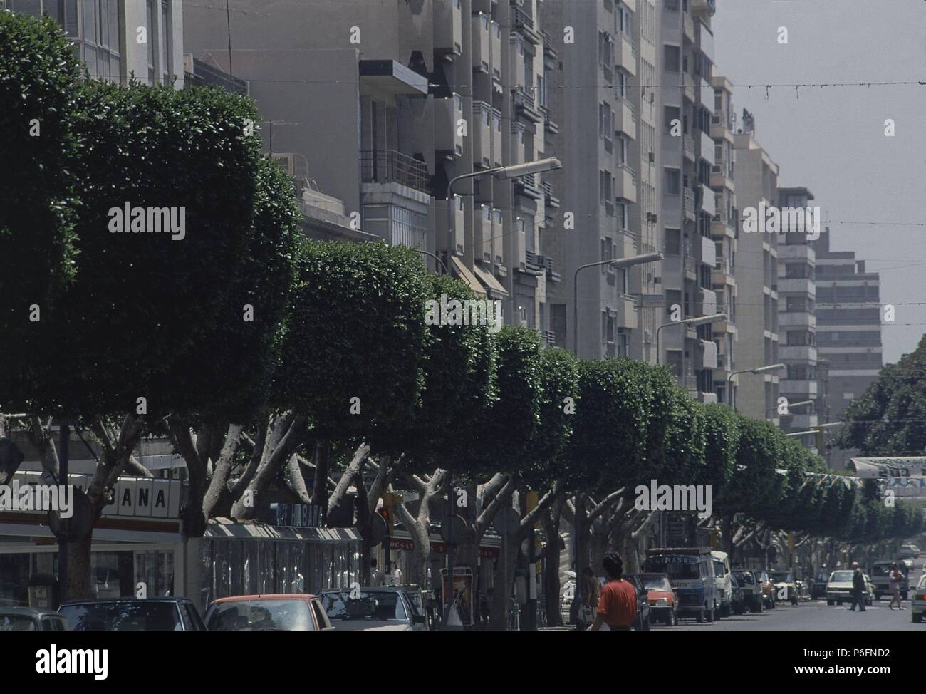 CALLE PASEO DE ALMERIA-ARBOLES. Posizione: esterno, Spagna. Foto Stock