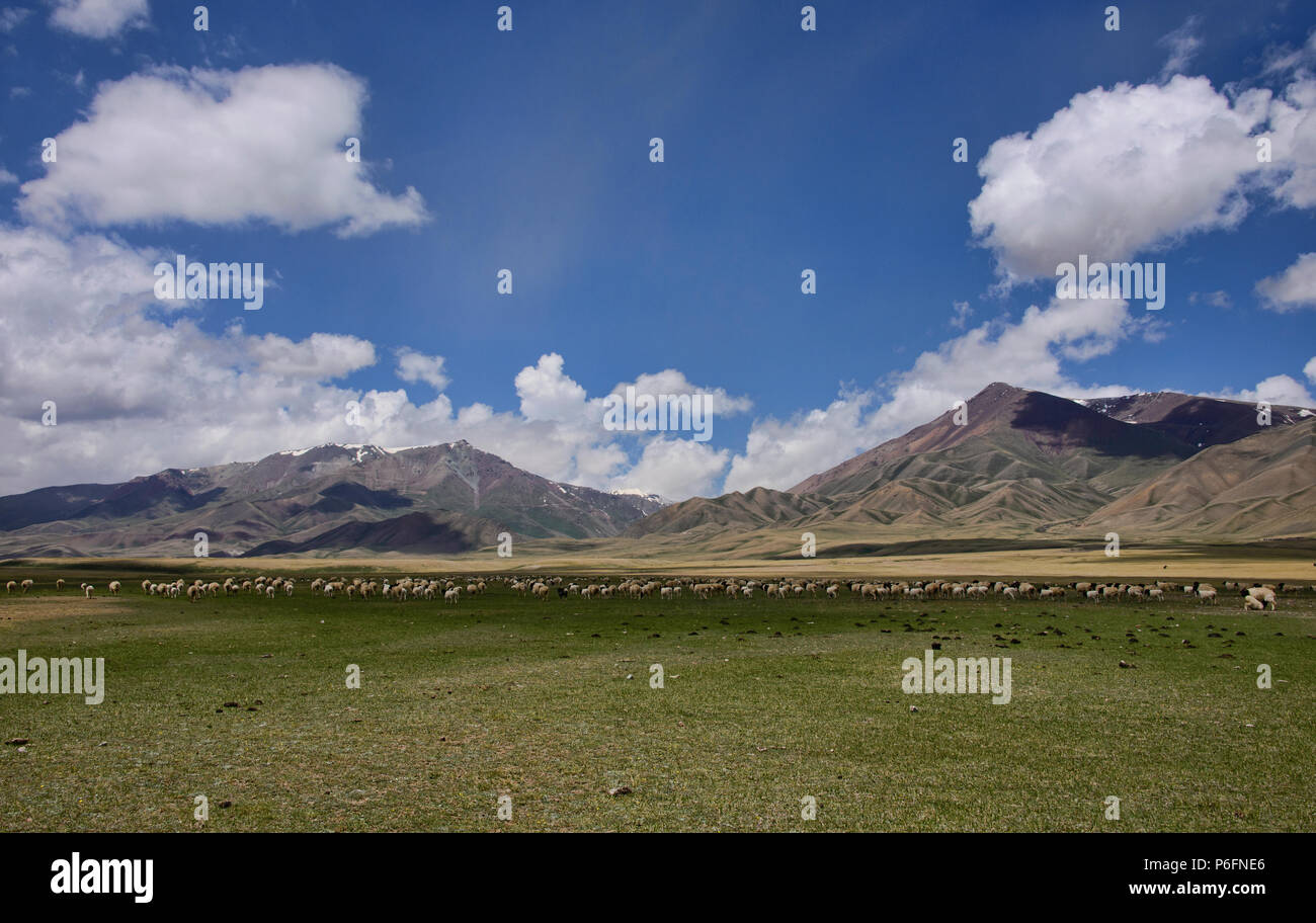 Pecore sul Bayanbulok praterie, Xinjiang, Cina Foto Stock