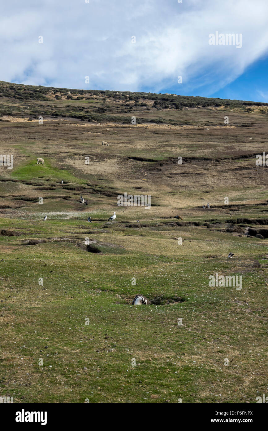 I pinguini di magellano burrows nel campo pascolo di ovini, Saunders Island, Isole Falkland Foto Stock