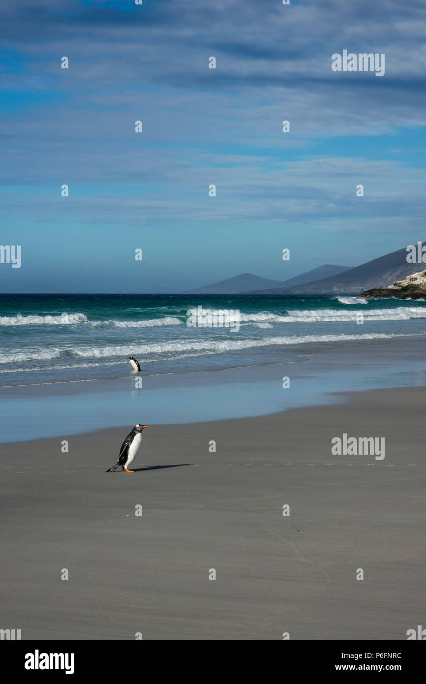 I pinguini Gentoo lasciando l'acqua di ritorno a Colonia in corrispondenza del collo, Saunders Island, Isole Falkland Foto Stock