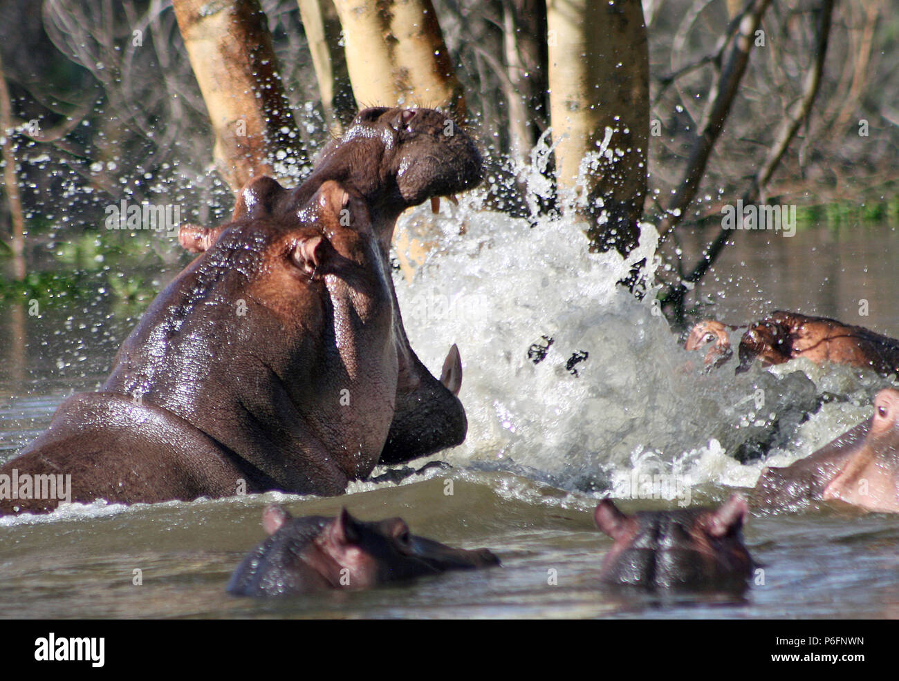 Ippopotami combattimenti nel lago Naivasha Foto Stock