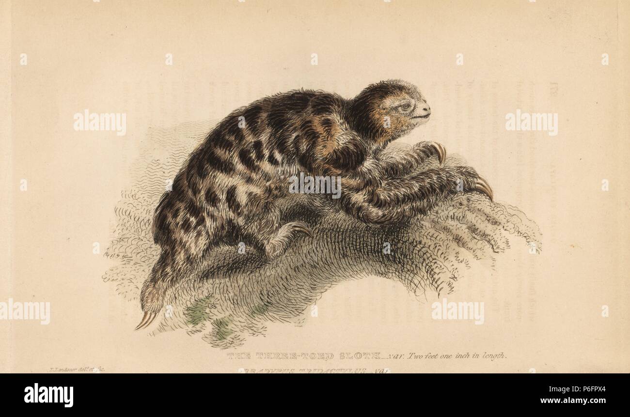 Pigmeo il bradipo, Bradypus pygmaeus. In pericolo critico. Tre toe'd bradipo, Bradypus tridactylus, var. Due piedi di un pollice in lunghezza. Illustrazione disegnata e incisa da Thomas Landseer. Handcolored incisione su rame da Edward Griffith il regno animale dal barone Cuvier, Londra, la Whittaker, 1825. Foto Stock