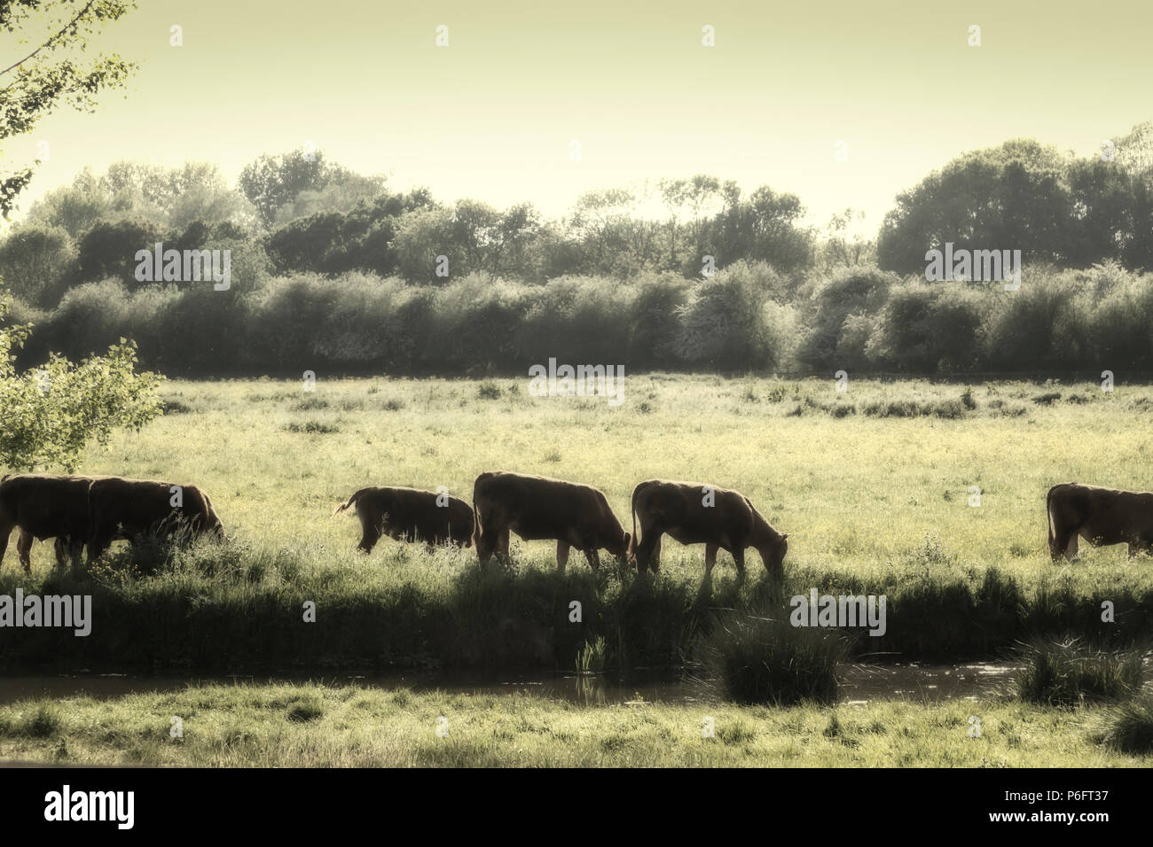 Bestiame sui prati di acqua Foto Stock