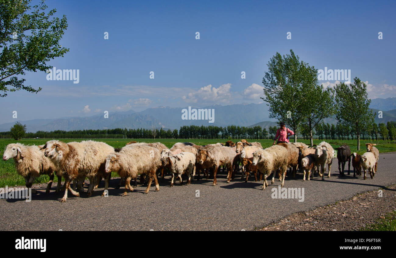 Il kazako pecore herder, Narat, Xinjiang, Cina Foto Stock