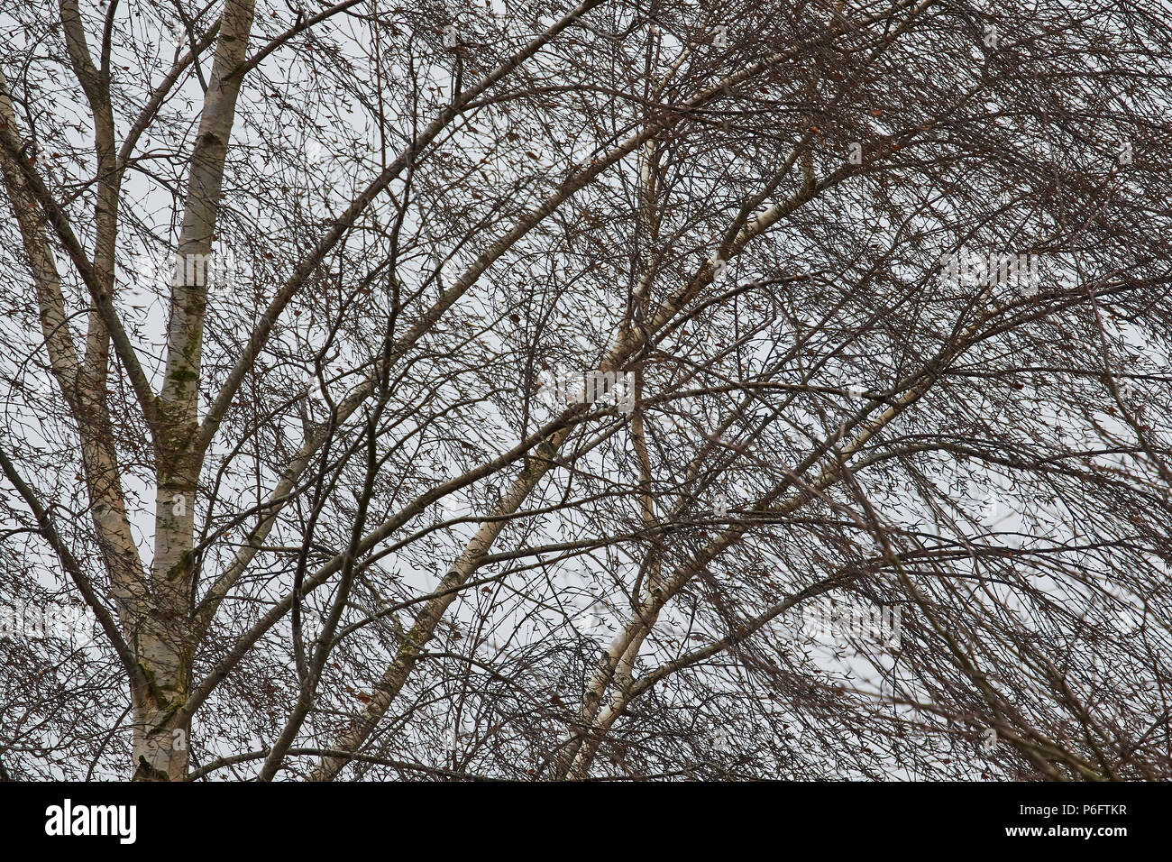 Un frame completo immagine di un argento (Betulla Betula pendula) tree e rami con foglie di n. Foto Stock