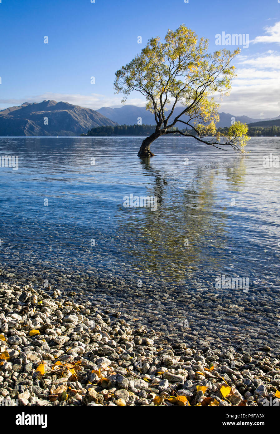 Il lone tree sul Lago Wanaka, South Island, in Nuova Zelanda. Foto Stock