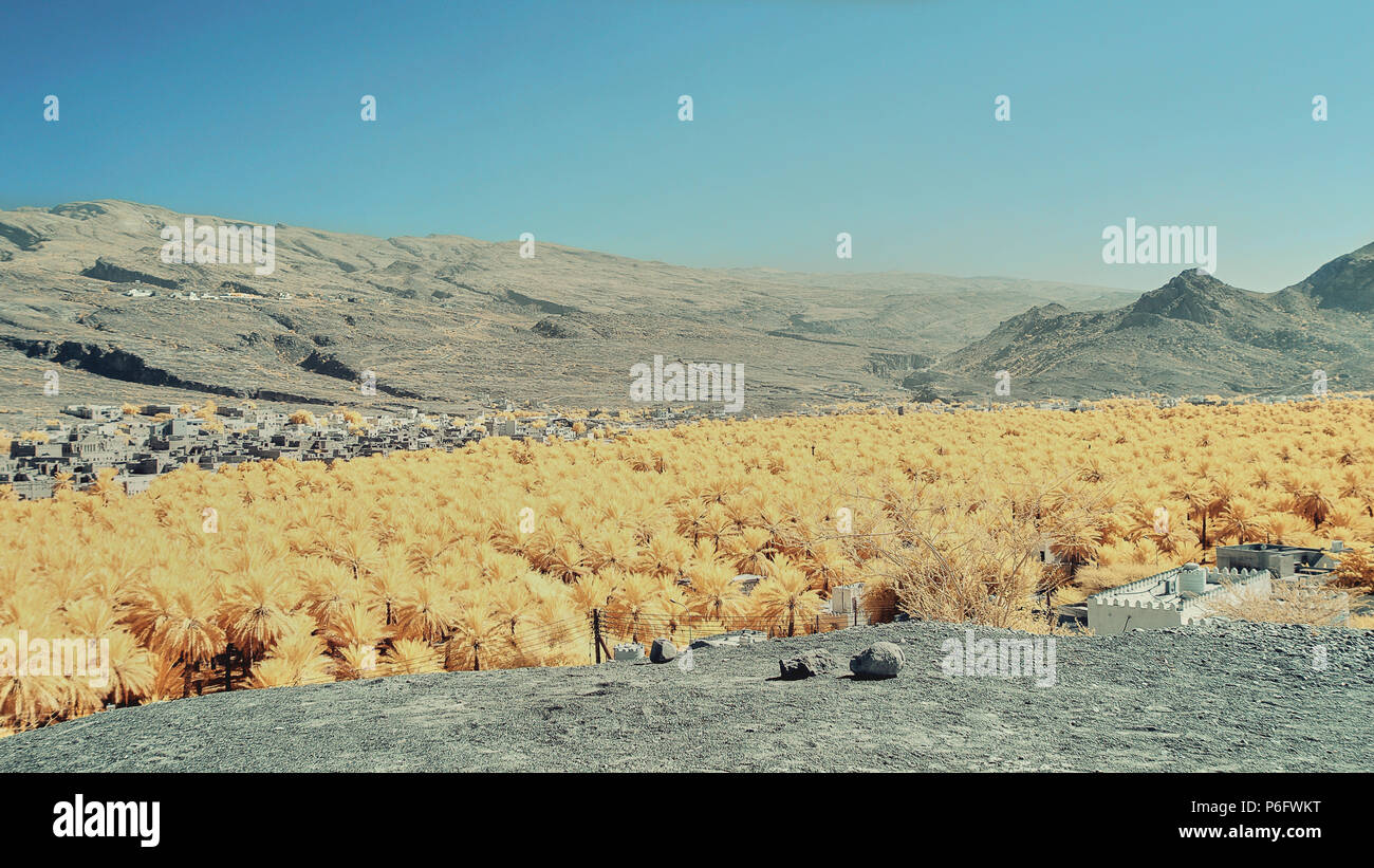 Un frutteto di palme da datteri nella parte anteriore di un villaggio contro uno sfondo di montagne aride in Oman Foto Stock