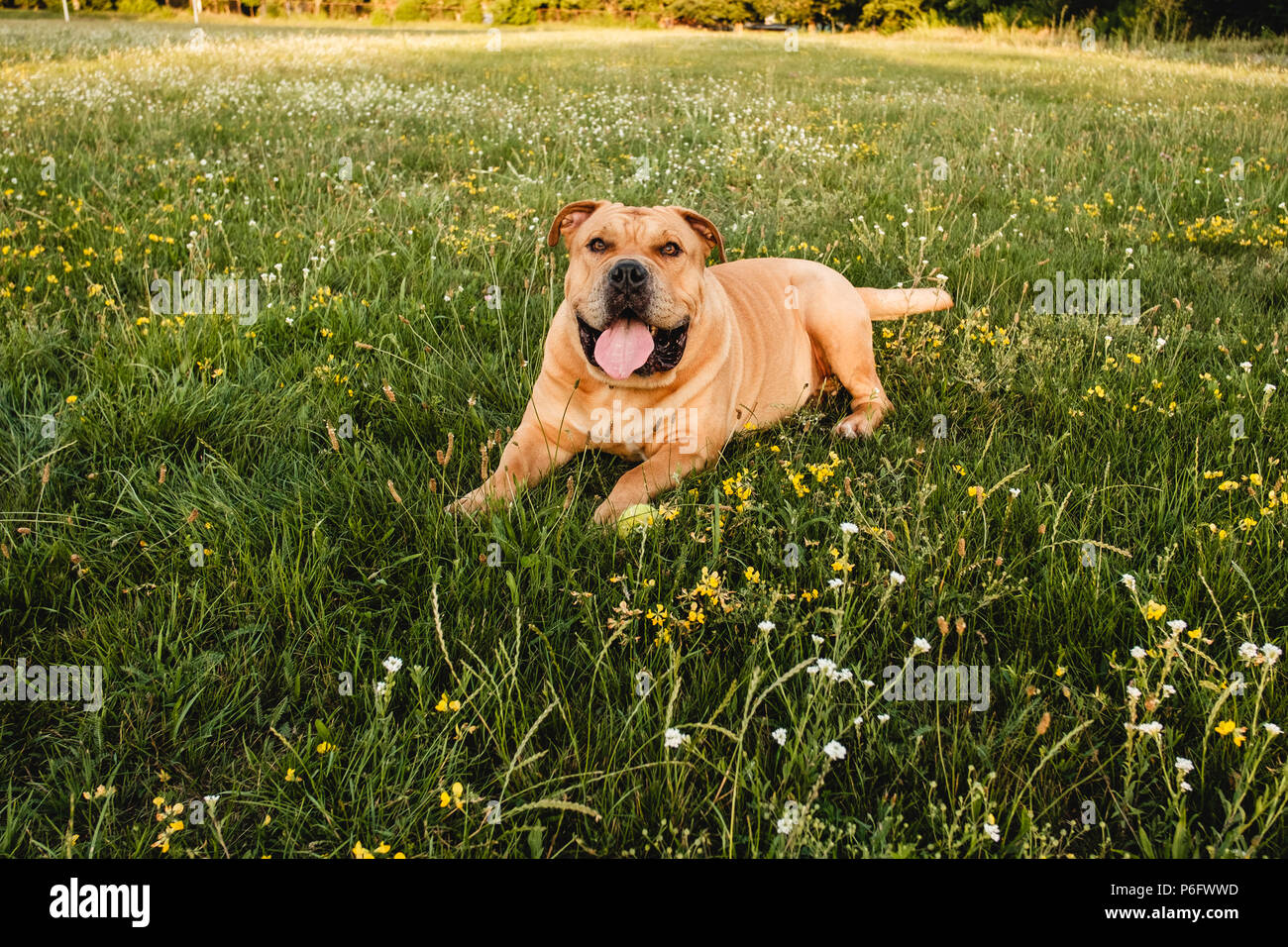 Brown cane cane corso si trova in un campo in erba verde Foto Stock